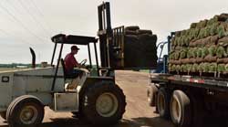 Loading Sod on Truck