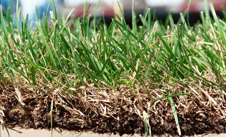 Close-up of Sod