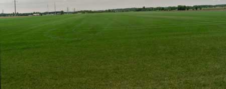 Lake Elmo Sod Field